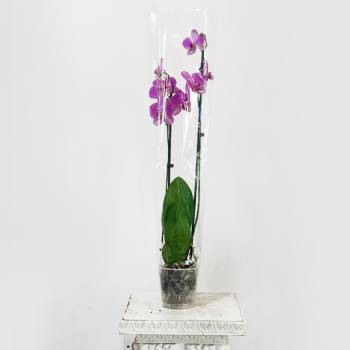  Orchid Phalaenopsis