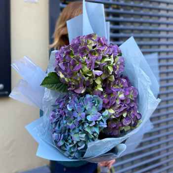 Bouquet of Hydrangeas 